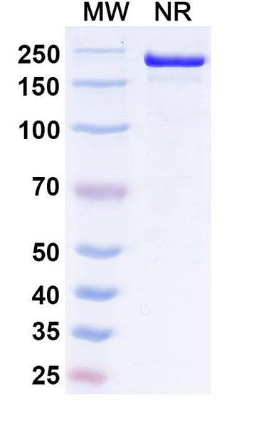Ucenprubart Antibody - SDS-PAGE