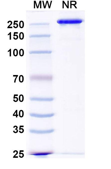 Ucenprubart Antibody - SDS-PAGE
