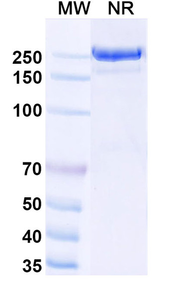 Usilnetug Antibody - SDS-PAGE