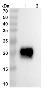 Vilastobart Antibody - WB