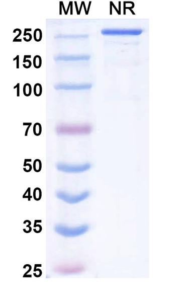 Vilastobart Antibody - SDS-PAGE