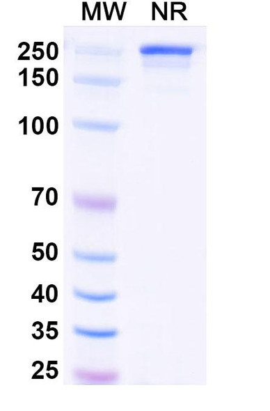 Vipalanebart Antibody - SDS-PAGE