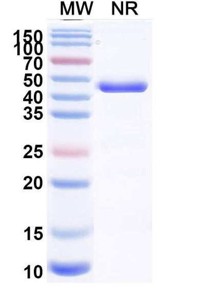 Zeleciment Antibody - SDS-PAGE