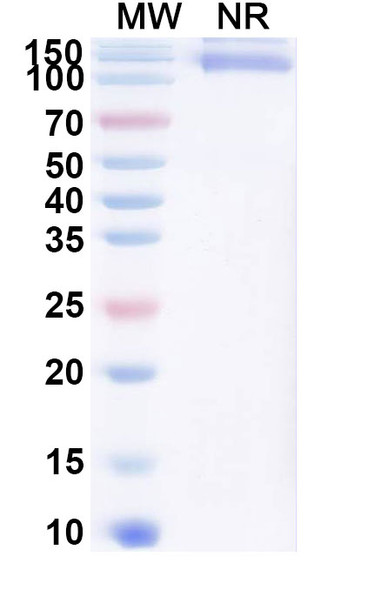 Cibotercept (Research-Grade) - SDS-PAGE