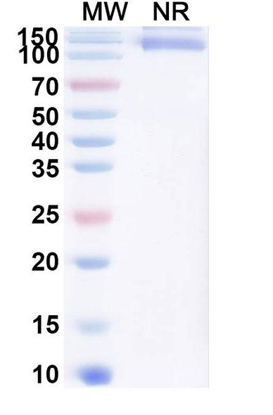 Cibotercept (Research-Grade) - SDS-PAGE