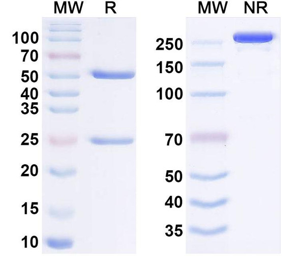 Human NPR1/NPR-A Antibody (REGN5381) - SDS-PAGE