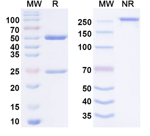Human CD27 Antibody (M2191) - SDS-PAGE