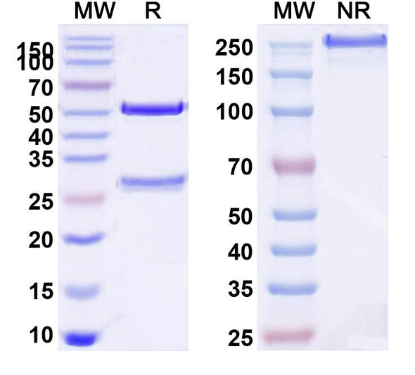 Atrosimab Antibody - SDS-PAGE