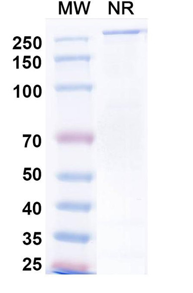 Neuradiab Antibody - SDS-PAGE