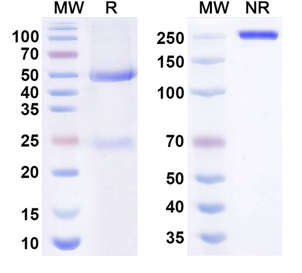 Human LTBR/TNFR-III Antibody (CBE-11) - SDS-PAGE