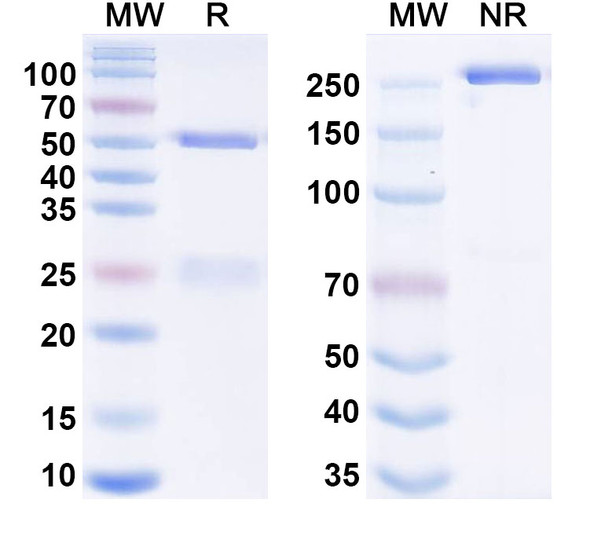 Human CD20/MS4A1 Antibody (KM3575) - SDS-PAGE