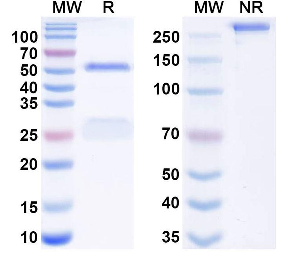 Anti-HIV1 gp41 Antibody (10E8) - SDS-PAGE