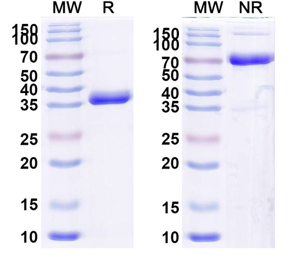 Povetacicept (Research-Grade) - SDS-PAGE