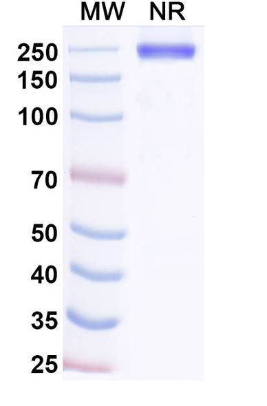 Adakitug Antibody - SDS-PAGE