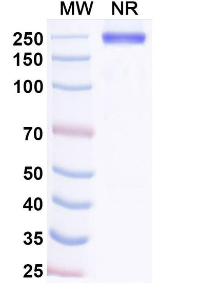 Adakitug Antibody - SDS-PAGE