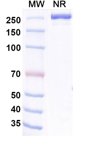 Aldastotug Antibody - SDS-PAGE