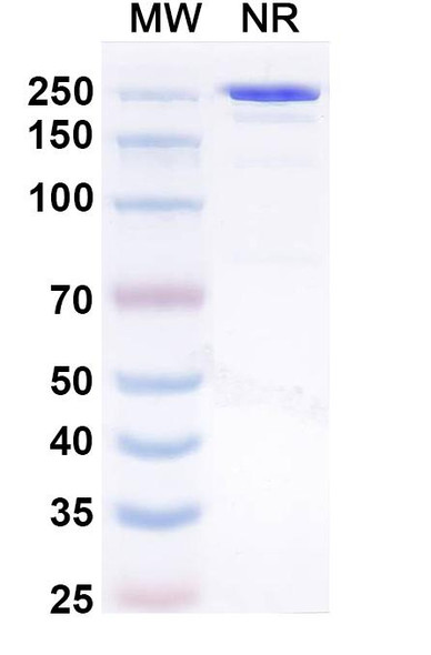 Amlenetug Antibody - SDS-PAGE