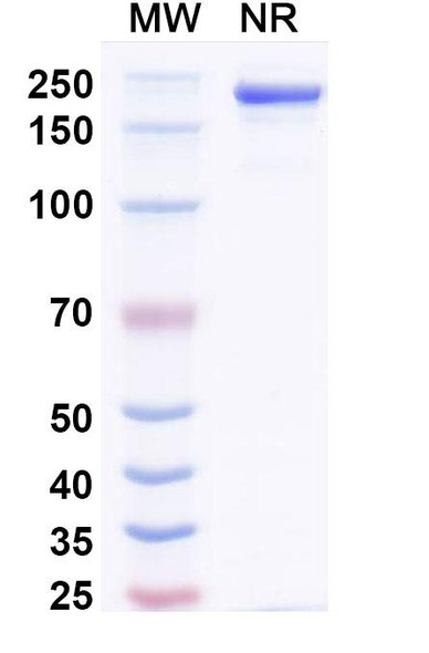 Amlenetug Antibody - SDS-PAGE