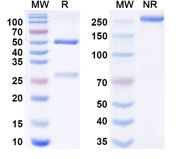 Ansipastobart Antibody - SDS-PAGE