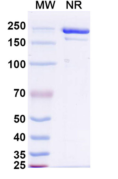Atigotatug Antibody - SDS-PAGE