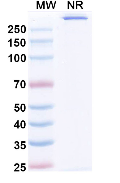 Avitotamig (Research-Grade) - SDS-PAGE