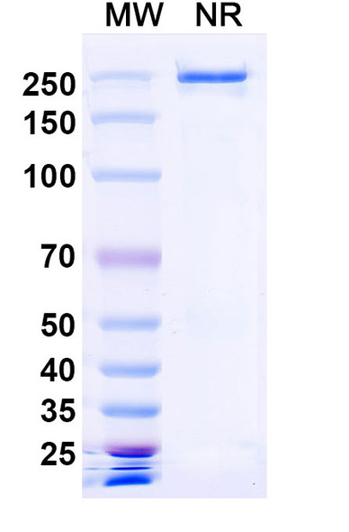 Denikitug Antibody - SDS-PAGE
