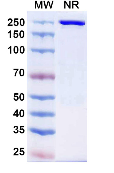 Cafelkibart Antibody - SDS-PAGE