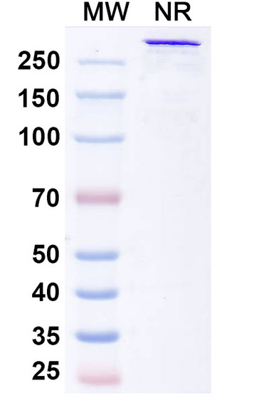 Bexatamig Antibody - SDS-PAGE