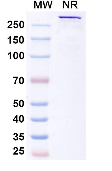 Bexatamig Antibody - SDS-PAGE