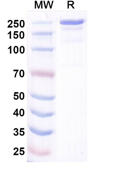 Bosakitug Antibody - SDS-PAGE