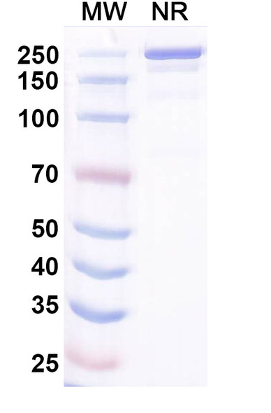 Ocankitug Antibody - SDS-PAGE