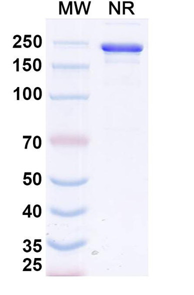 Calotatug Antibody - SDS-PAGE