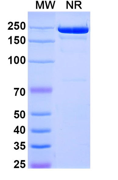 Comekibart Antibody - SDS-PAGE