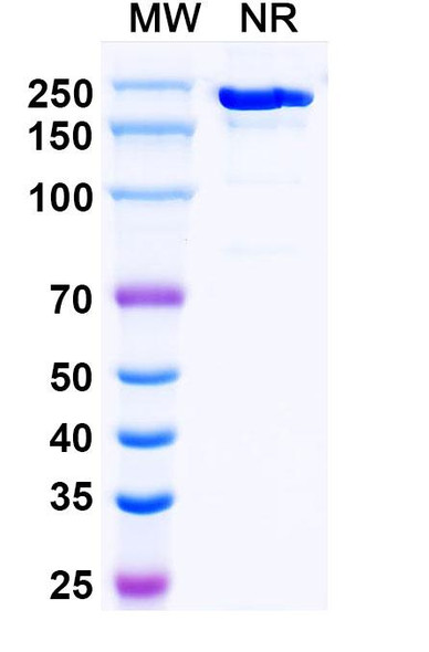 Crebankitug Antibody - SDS-PAGE