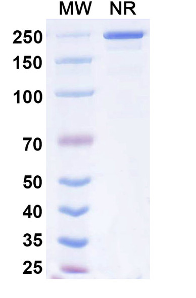 Dibotatug Antibody - SDS-PAGE