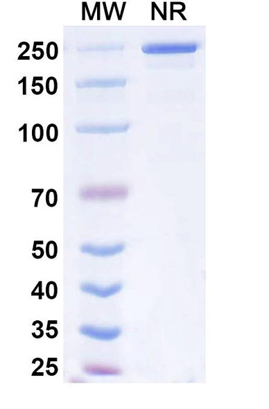 Dibotatug Antibody - SDS-PAGE