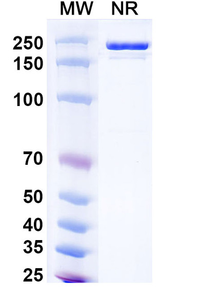 Donitabart Antibody - SDS-PAGE