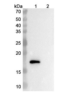 Ebrasodebart Antibody - WB