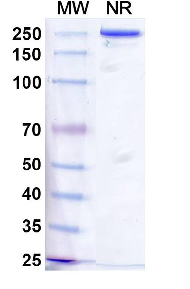 Vixticibart Antibody - SDS-PAGE