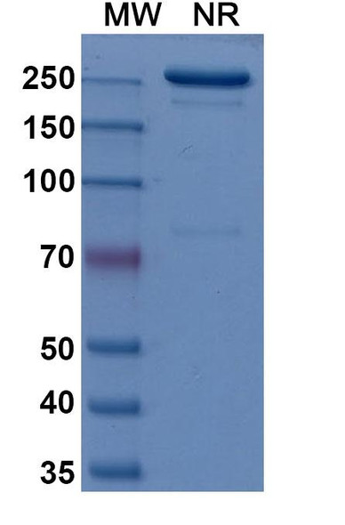 Imelciment Antibody - SDS-PAGE