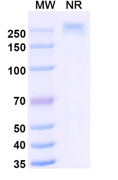 Libevitug Antibody - SDS-PAGE
