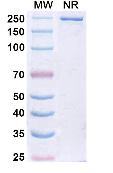 Libevitug Antibody - SDS-PAGE
