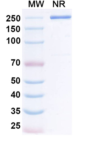 Lumistobart Antibody - SDS-PAGE