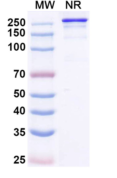 Micvotabart Antibody (Micvotabart Pelidotin ADC, Payload-Free) - SDS-PAGE
