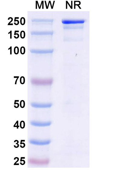 Micvotabart Antibody (Micvotabart Pelidotin ADC, Payload-Free) - SDS-PAGE