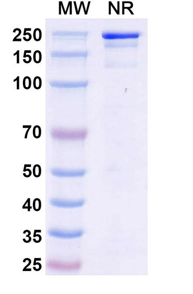 Micvotabart Antibody (Micvotabart Pelidotin ADC, Payload-Free) - SDS-PAGE