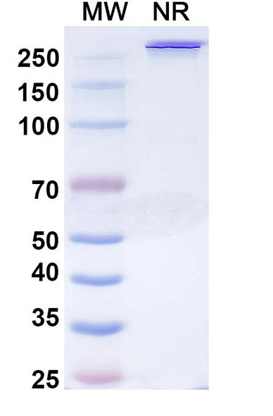 Mipletamig (Research-Grade) - SDS-PAGE