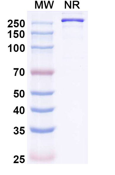 Mozistobart Antibody - SDS-PAGE
