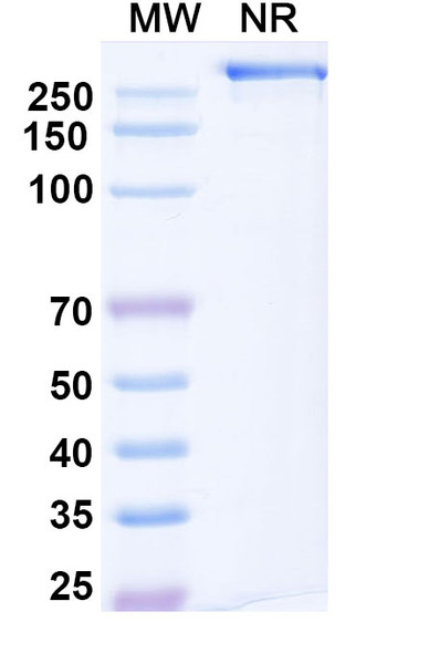 Mozistobart Antibody - SDS-PAGE