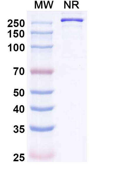 Mozistobart Antibody - SDS-PAGE